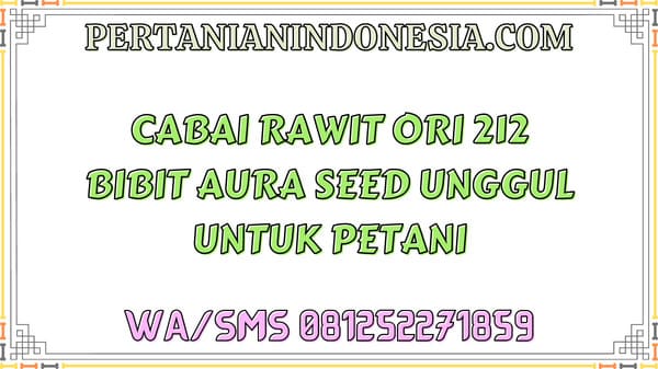 Cabai Rawit Ori 212 Bibit Aura Seed Unggul Untuk Petani